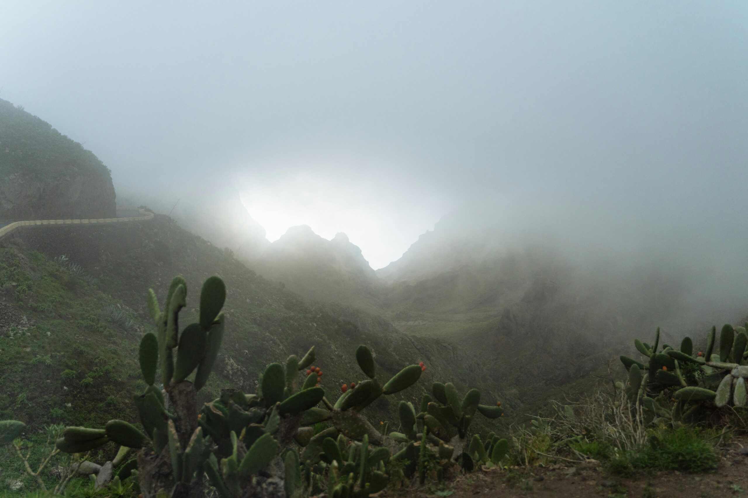 Home A foggy mountain landscape with cacti, capturing the tranquil beauty of the Canary Islands.